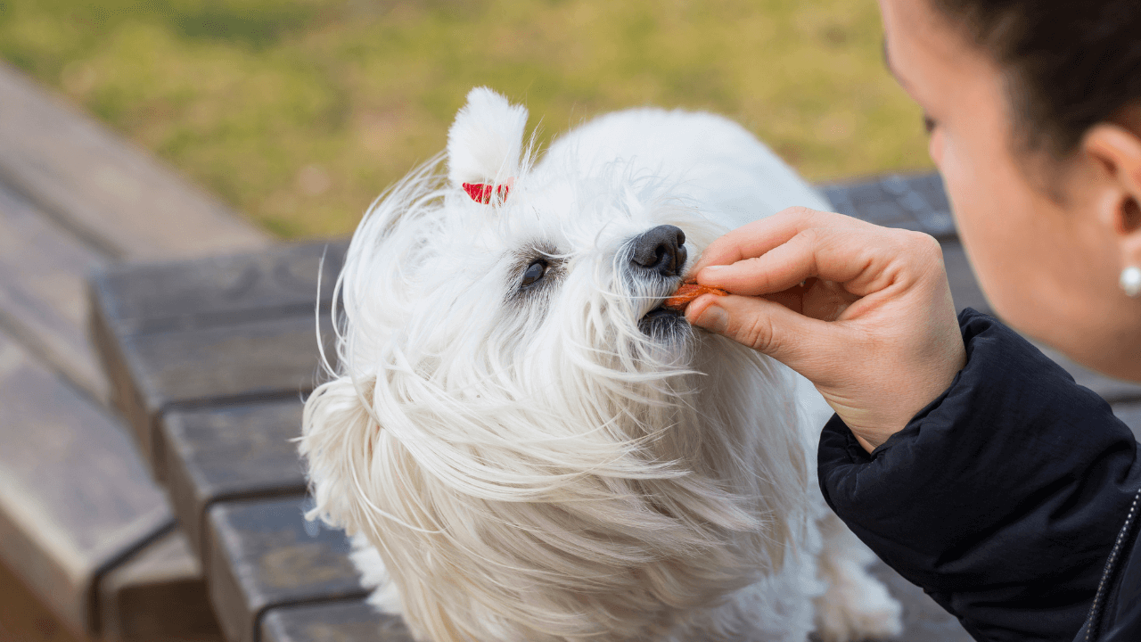 ctyri-nejcastejsi-problemy-pri-vychove-psa-1