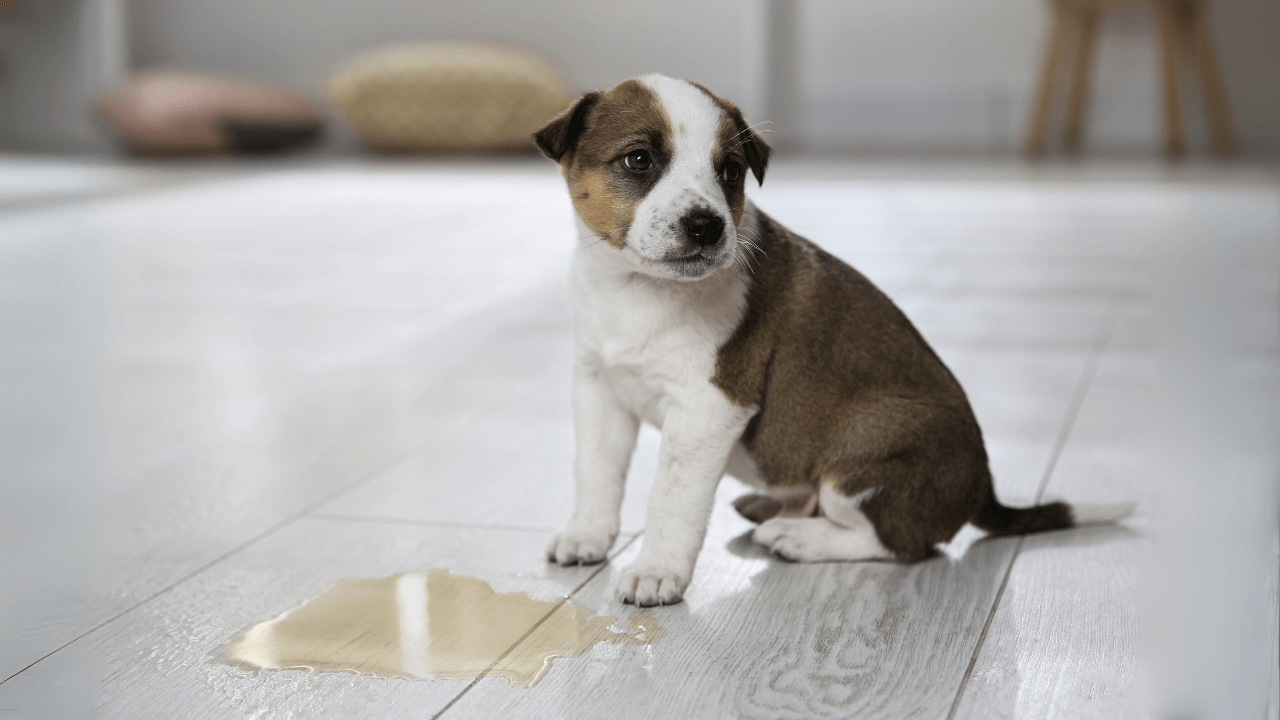 jak-odnaucit-psa-curat-doma-9