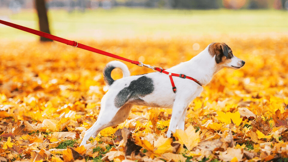 jak-odnaucit-psa-tahat-na-voditku-9