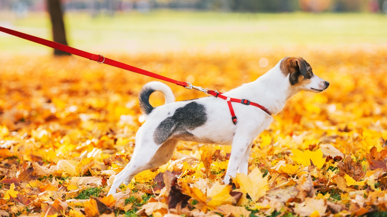 jak-odnaucit-psa-tahat-na-voditku-9