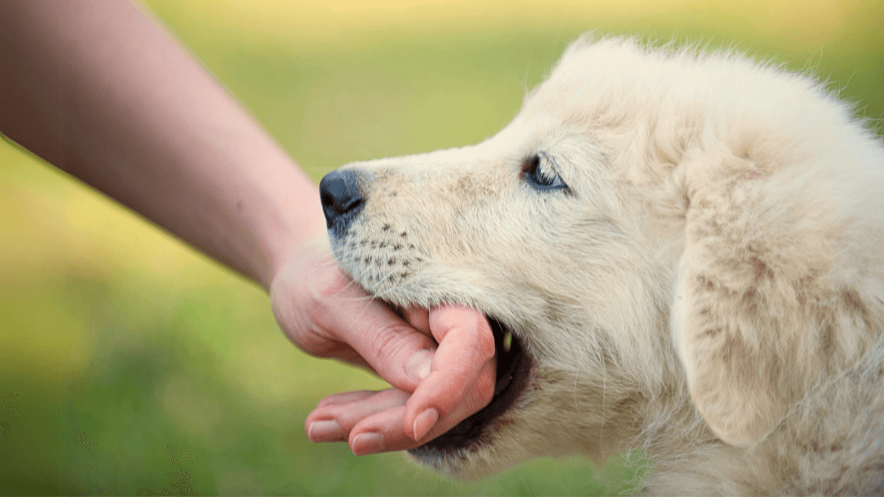 jak-odnaucit-stene-kousat-9