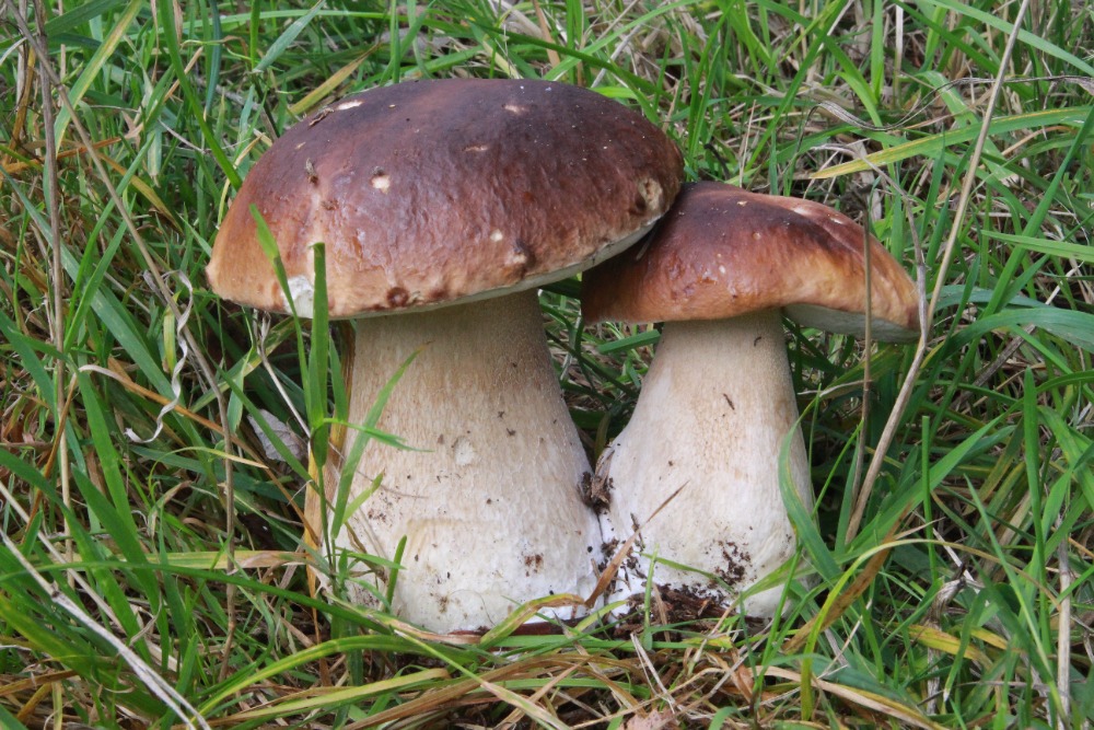 boletus-edulis-borovnice-cb-1