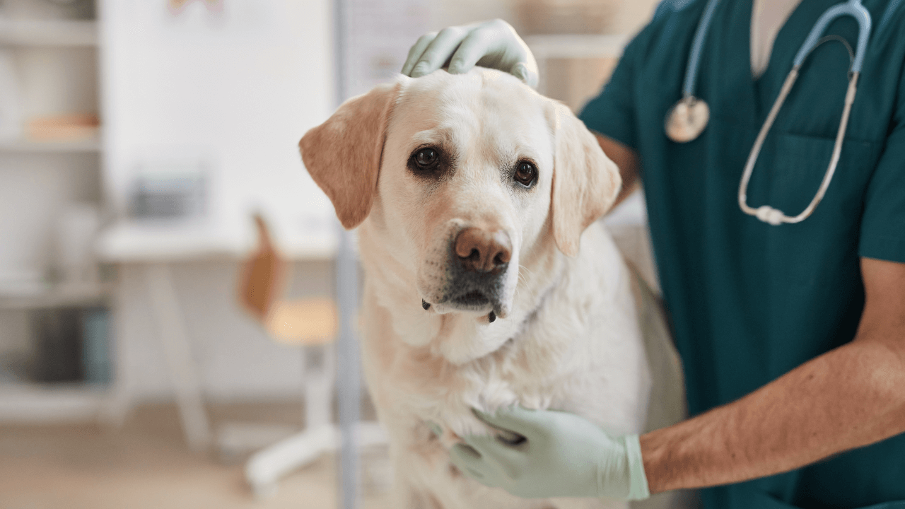 jak-odnaucit-psa-curat-doma-1