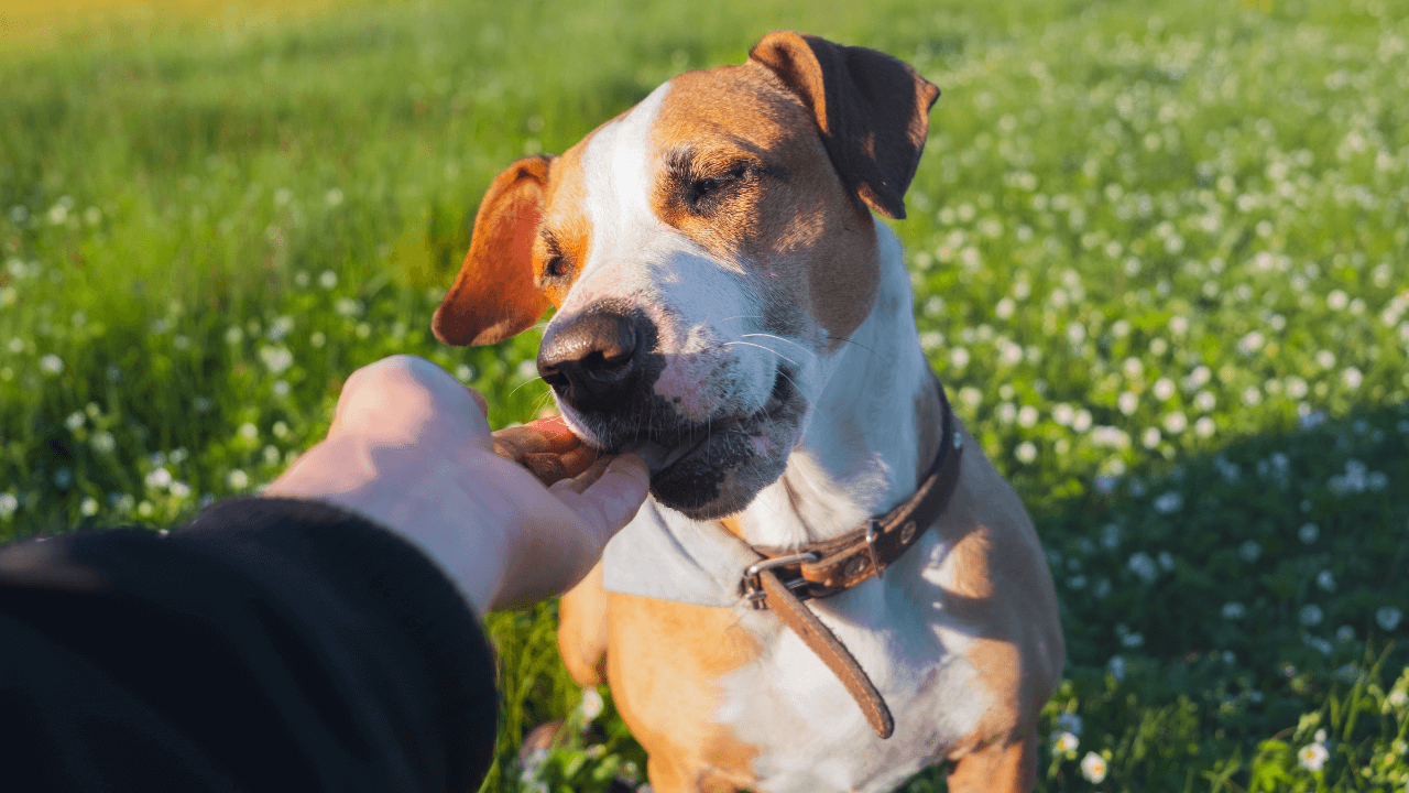 jak-odnaucit-psa-curat-doma-2