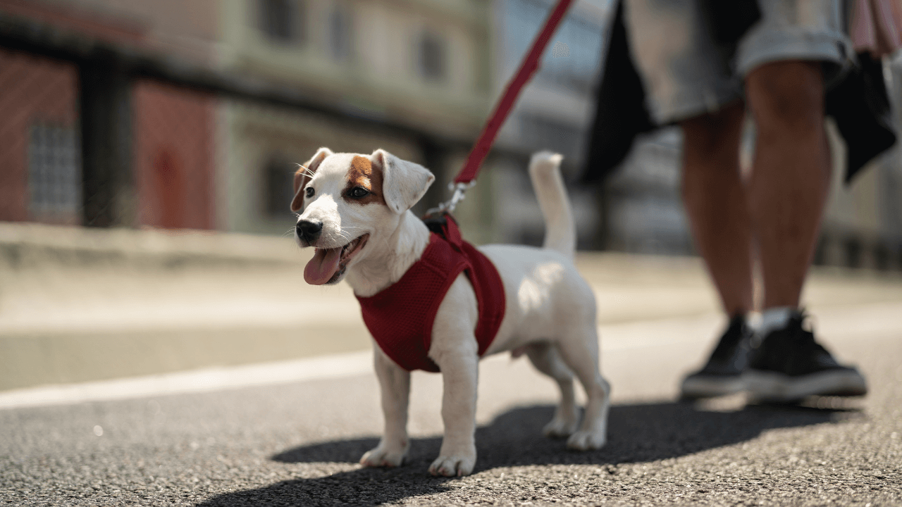 jak-odnaucit-psa-curat-doma-4