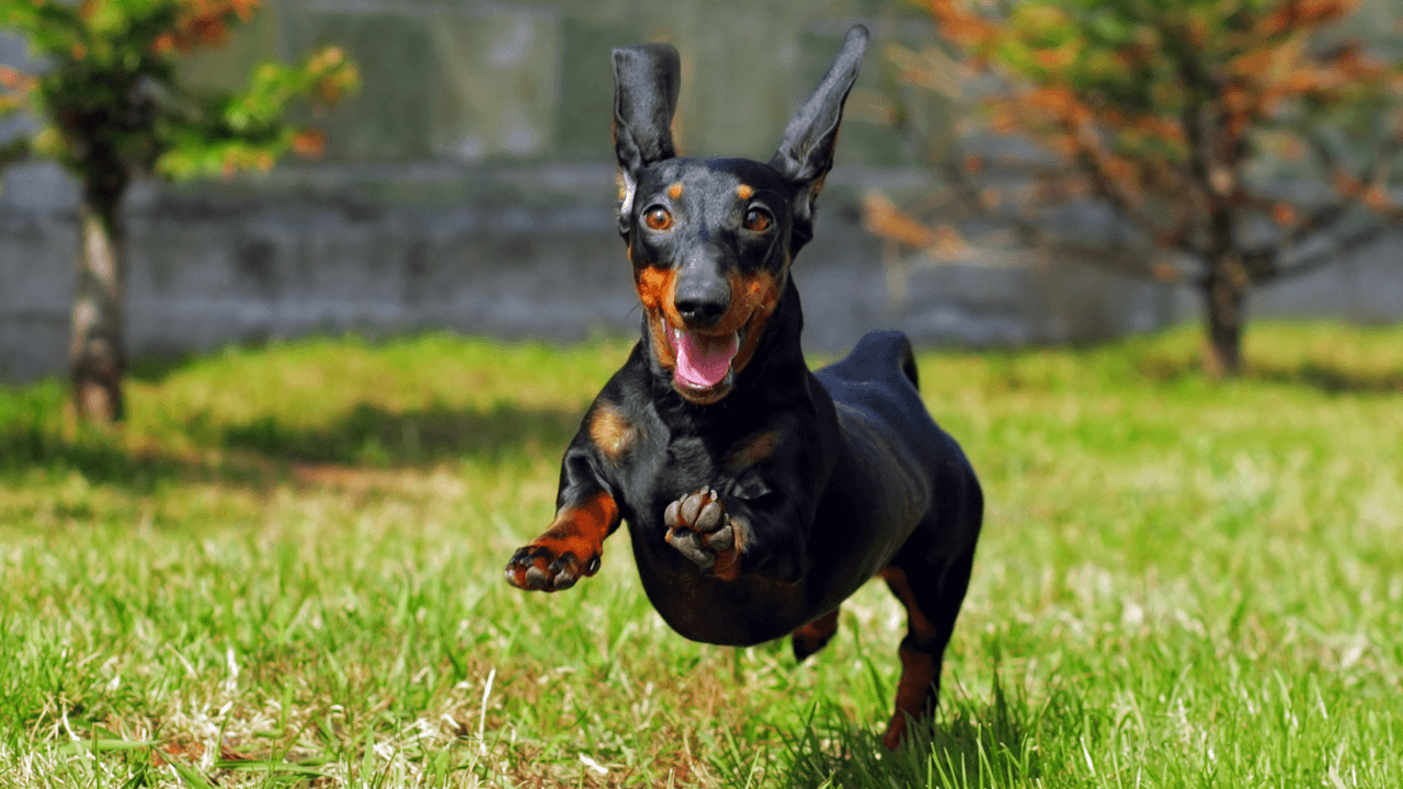 jak-odnaucit-psa-skakat-1