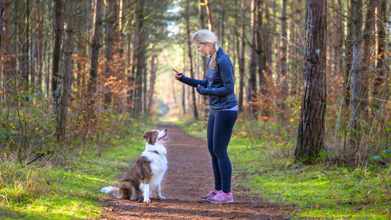 jak-odnaucit-psa-skakat-2