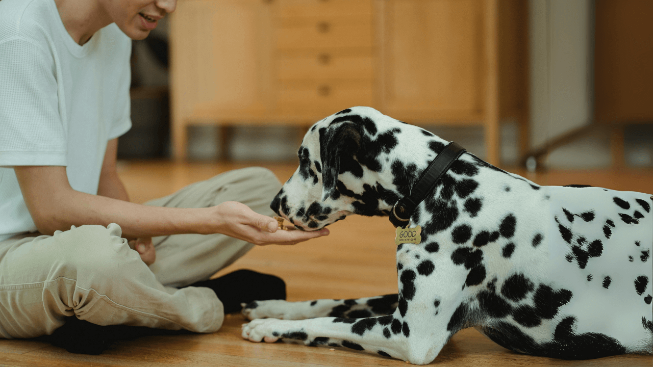 jak-odnaucit-psa-skakat-3