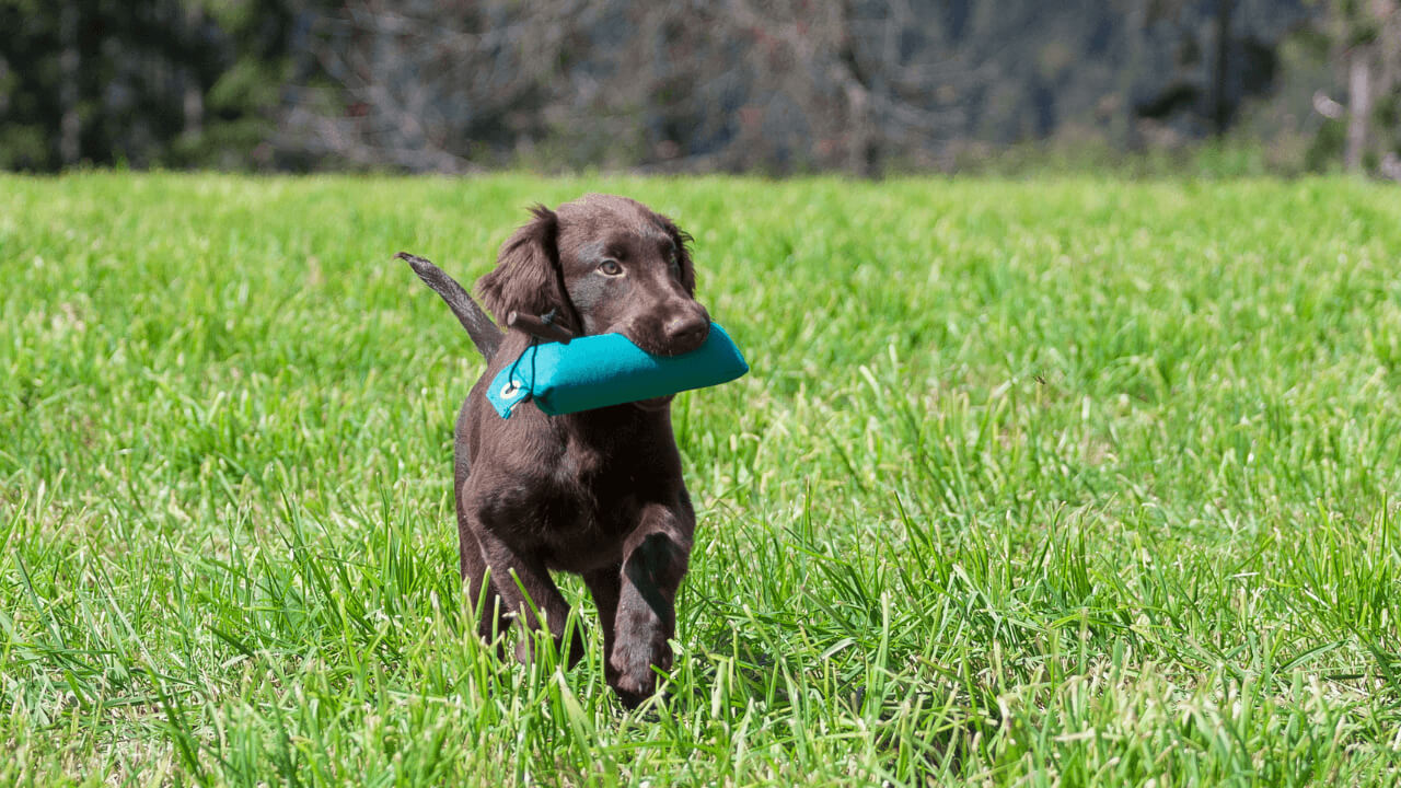 jak-odnaucit-psa-skakat-4