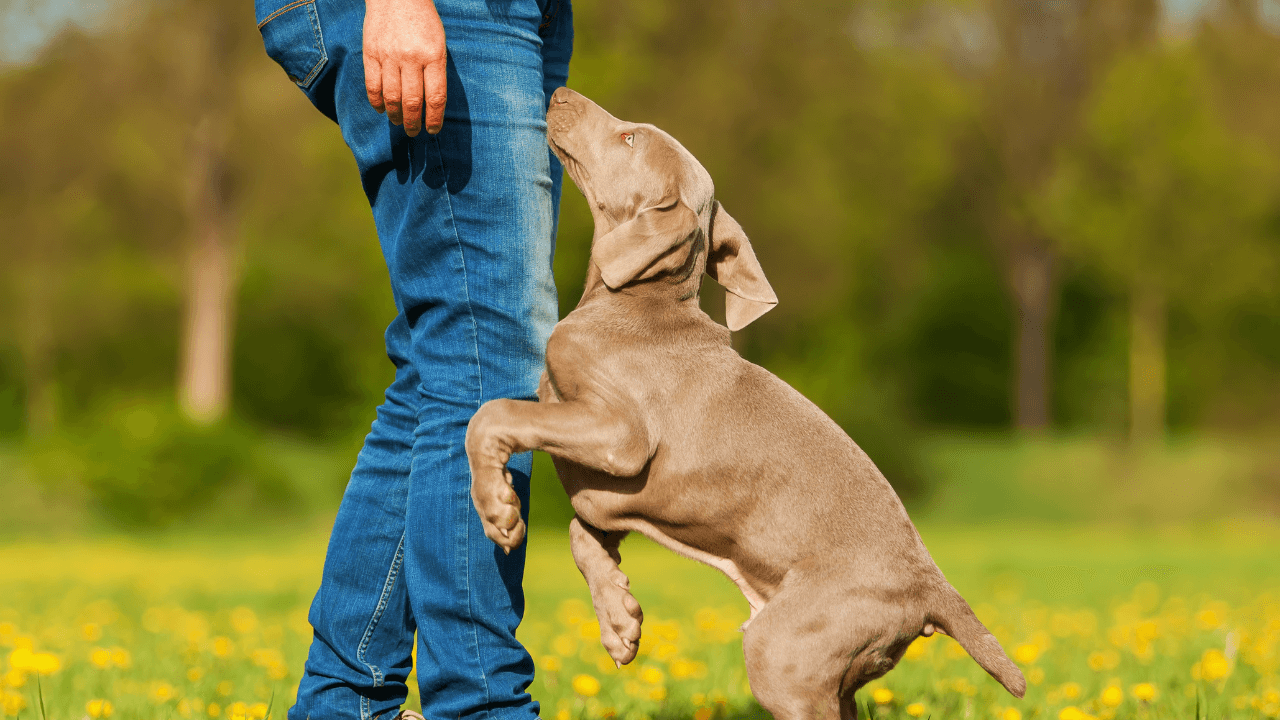 jak-odnaucit-psa-skakat-5