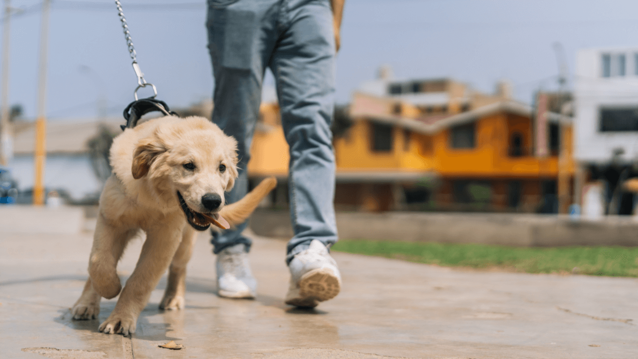 jak-odnaucit-psa-tahat-na-voditku-3