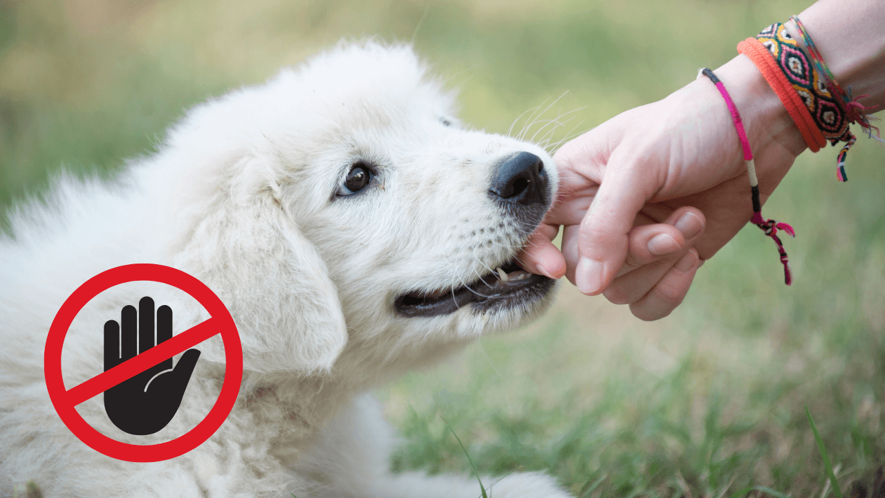 jak-odnaucit-stene-kousat-2