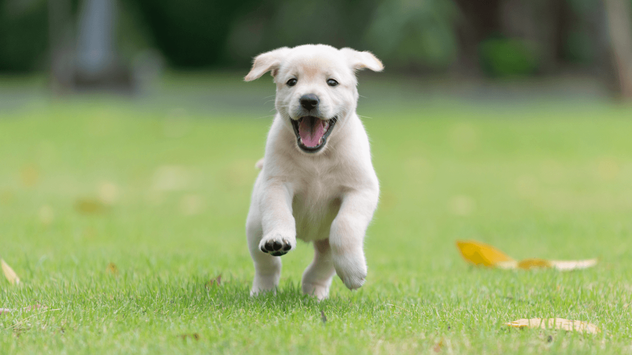 jak-odnaucit-stene-kousat-5